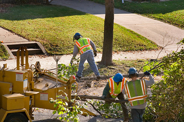 Best Commercial Tree Removal  in USA